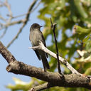 flycatcher-0529.jpg