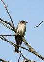 flycatcher-0537.jpg