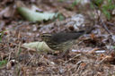 waterthrush-0559.jpg