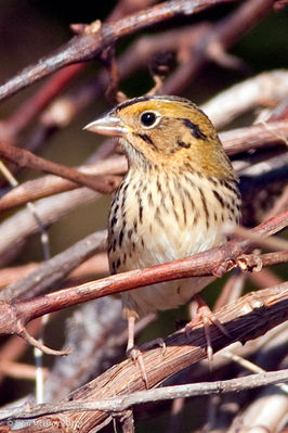 _MG_0756_Henslows_close_crop.jpg