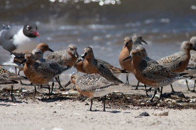 Reeds_Beach-0030.jpg