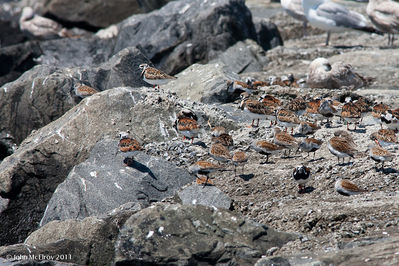 Reeds_Beach-0103.jpg