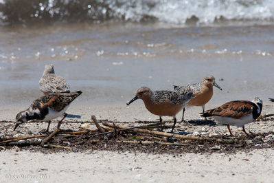 Reeds_Beach-0157.jpg