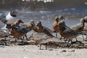 Reeds_Beach-0030.jpg