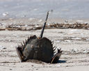 Reeds_Beach-0098.jpg
