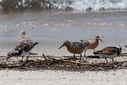 Reeds_Beach-0157.jpg