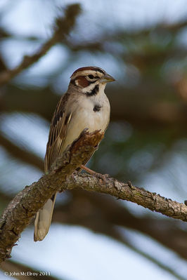 Lark_Sparrow-0238-2.jpg