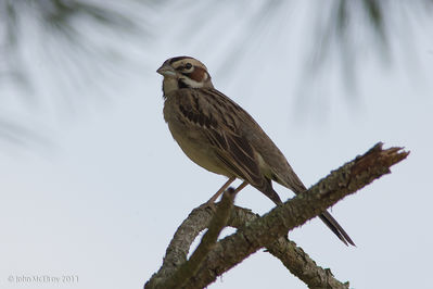 Lark_Sparrow-0339-2.jpg