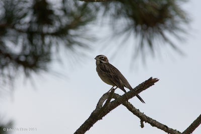 Lark_Sparrow-0339.jpg