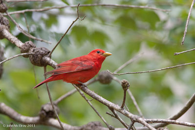 Summer_Tanager-0103.jpg