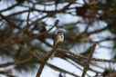 Lark_Sparrow-0238.jpg