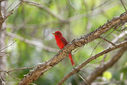Summer_Tanager-0130.jpg