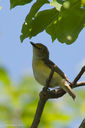White-eyed_Vireo-0075.jpg