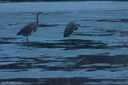 Herons_at_Dusk_800.jpg