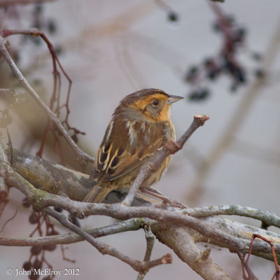 Nelson's Sparrow
