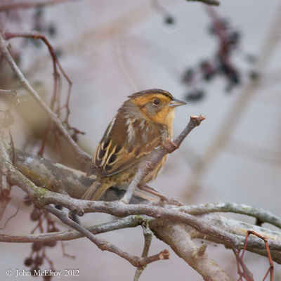 Nelson's Sparrow
