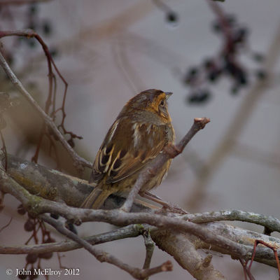 Nelson's Sparrow
