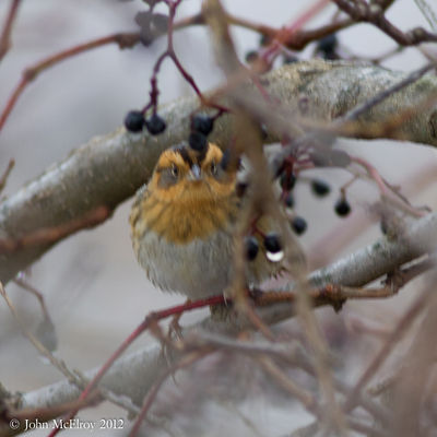 Nelson's Sparrow
