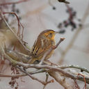 Floodgates-sparrow-1.jpg