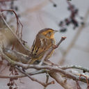 Floodgates-sparrow-2.jpg