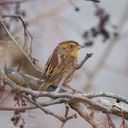 Floodgates-sparrow-3.jpg