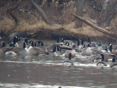 Pink-footed Goose at Cushetunk Lake 2012-12-12
