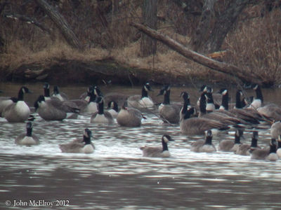 Pink-footed Goose at Cushetunk Lake 2012-12-12

