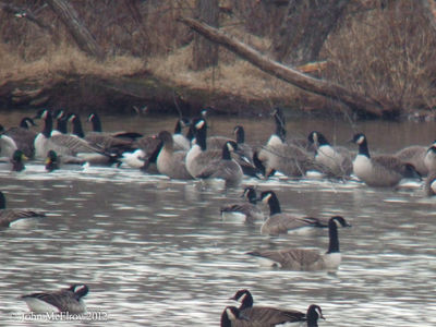 Pink-footed Goose at Cushetunk Lake 2012-12-12

