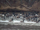 PFGO_Cushetunk_2012-12-12_283_of_529.jpg