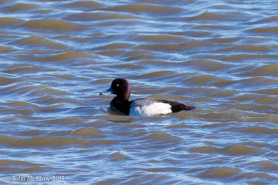 Greater Scaup
