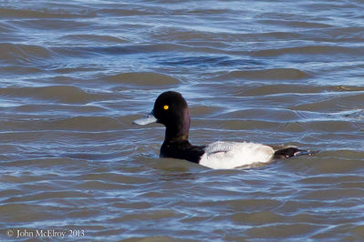 Lesser Scaup
