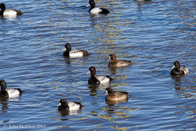 Greater & Lesser Scaup
