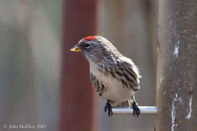 Common Redpoll
at nearby Salem County private residence
