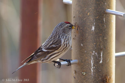 Common Redpoll
at nearby Salem County private residence
