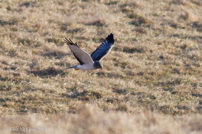 Male Northern Harrier aka Grey Ghost
at Featherbed Lane
