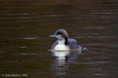 Pacific Loon, juv.
