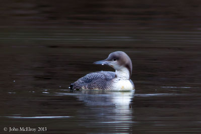 Pacific Loon, juv.
