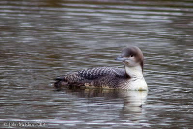 Pacific Loon, juv.
