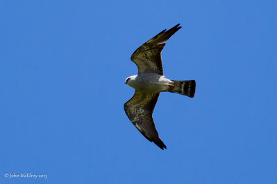 Mississippi Kite flyover at Rea Farm Beanery
One of 7 MIKI seen at The Beanery on 2013-05-25.

