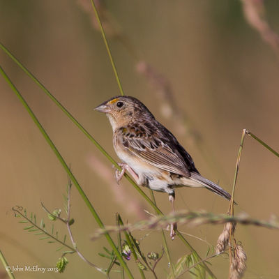 Grasshopper Sparrow
Grasshopper Sparrow at PSE&G Grasslands Site in Bayside, Cumberland County, NJ
2013-06-15
