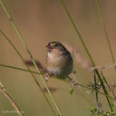 Filename=GRSP-4.jpg
Filesize=665KiB
Dimensions=1000x1000
Date added=Jun 20, 2013 GRSP-4.jpg