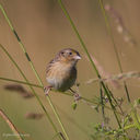 Filename=GRSP-5.jpg
Filesize=837KiB
Dimensions=1000x1000
Date added=Jun 20, 2013 GRSP-5.jpg