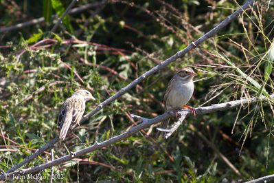 Two Clay-colored Sparrows
Two Clay-colored Sparrows in brush pile near Bunker Pond & west Plover Pond.
