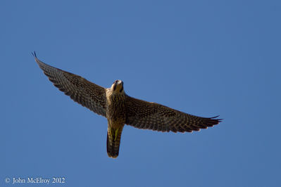 Peregrine1-Cape_May_2012-10-06.jpg