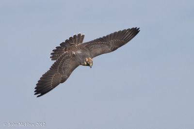 Peregrine2-Cape_May_2012-10-06.jpg