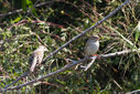 CCSP-Cape_May_2012-10-06.jpg