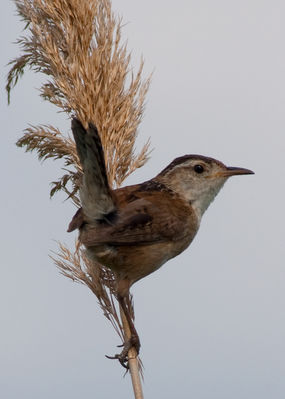 IMG_0155-Edit.jpg