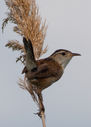 IMG_0155-Edit.jpg
