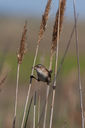 IMG_0308-Edit-crop.jpg