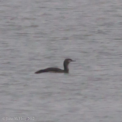 Red-throated Loon
